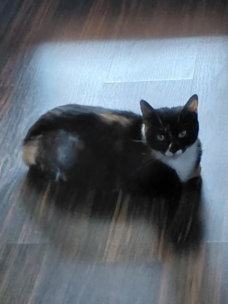 An adult medium-sized female Domestic Short Hair cat named MomMa for adoption in Trenton, NJ