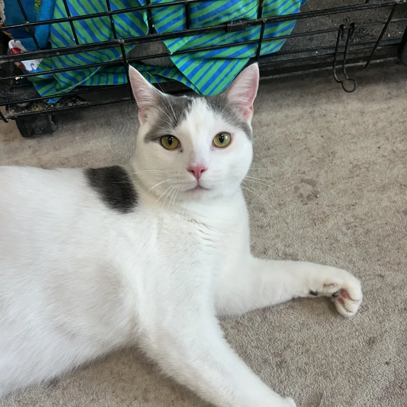 An adult large-sized male Domestic Short Hair cat named Kevin for adoption in Mokena, IL