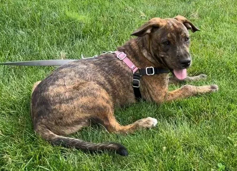 Canela