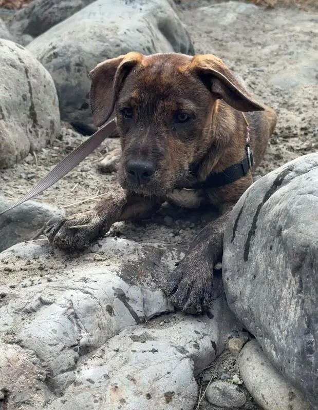 Canela thumbnail 6