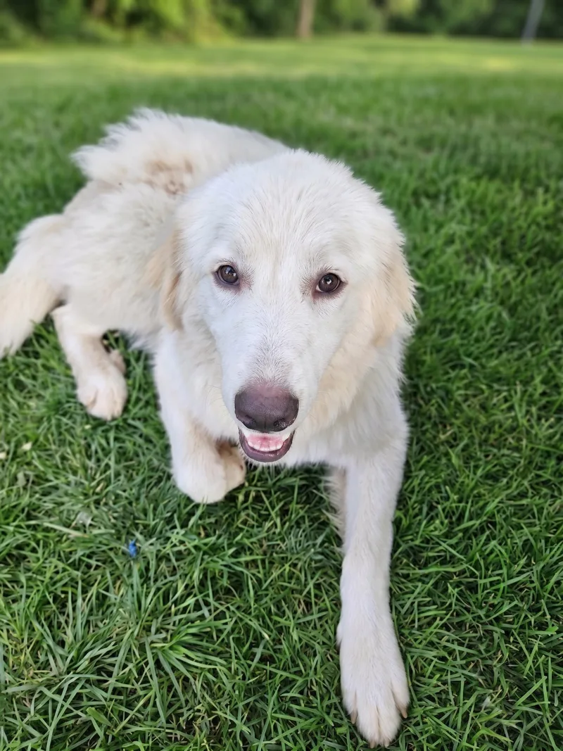An adult medium-sized female Golden Retriever dog named Opal for adoption in Crown Point, IN