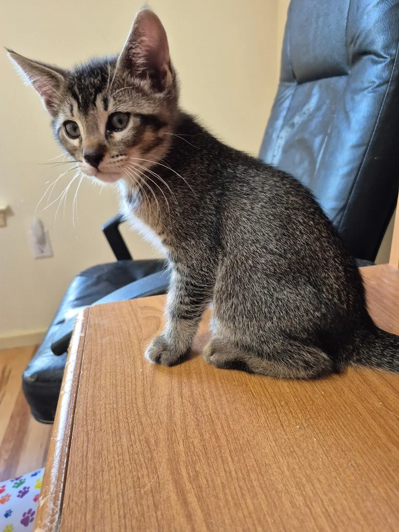 A baby medium-sized male Tabby (Brown / Chocolate) Domestic Short Hair cat named Tyler for adoption in Philadelphia, PA