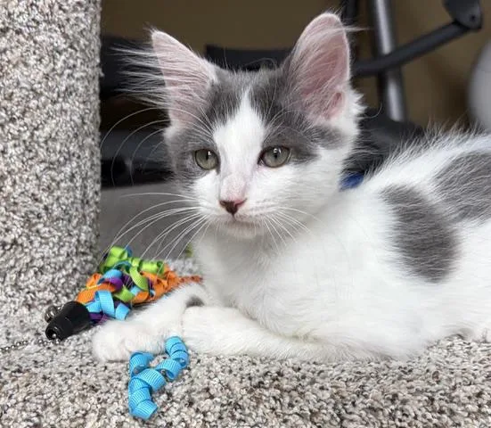 A baby medium-sized male White Domestic Short Hair cat named Skippy for adoption in Lake Monroe, FL