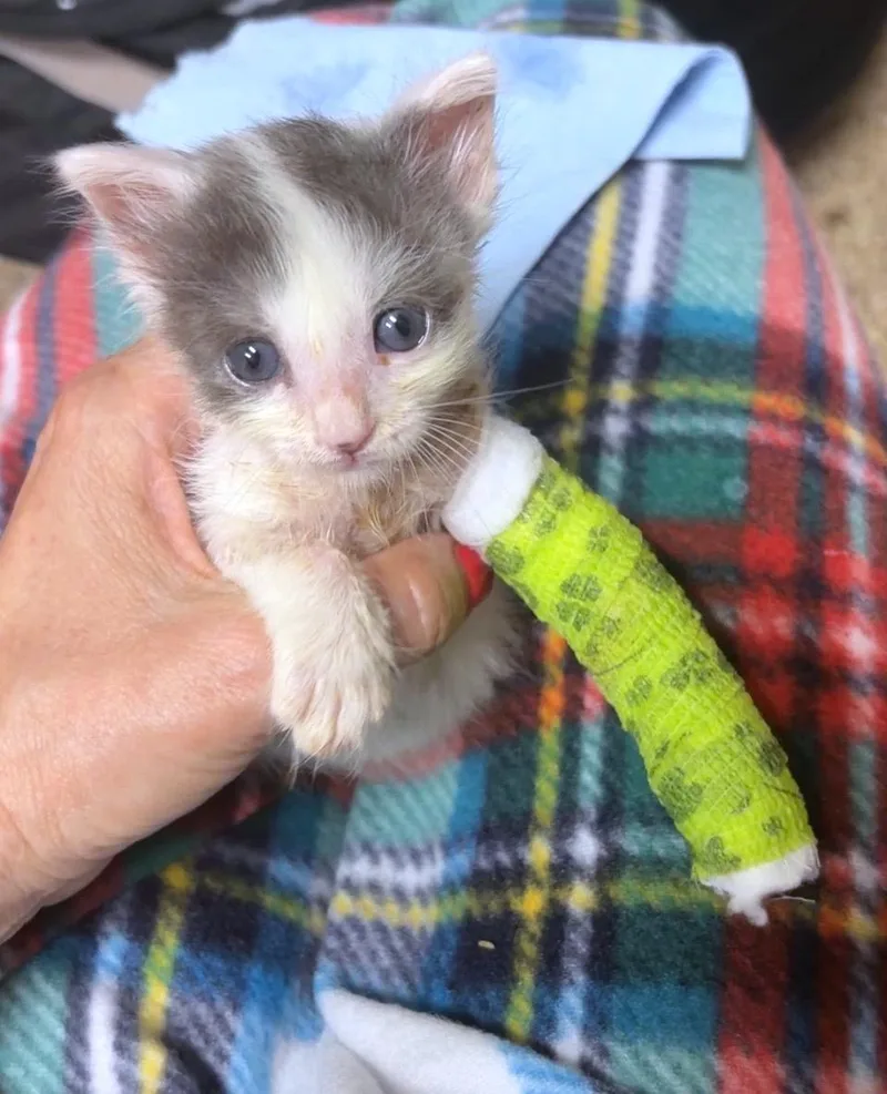 Skippy thumbnail 5