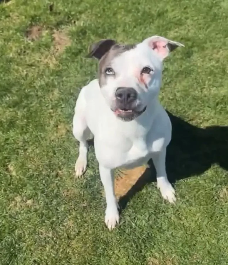 An adult medium-sized female Pit Bull Terrier dog named Gemma for adoption in La Porte, IN