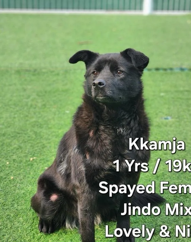 A baby large-sized female Jindo dog named Kkamja for adoption in Long Island City, NY
