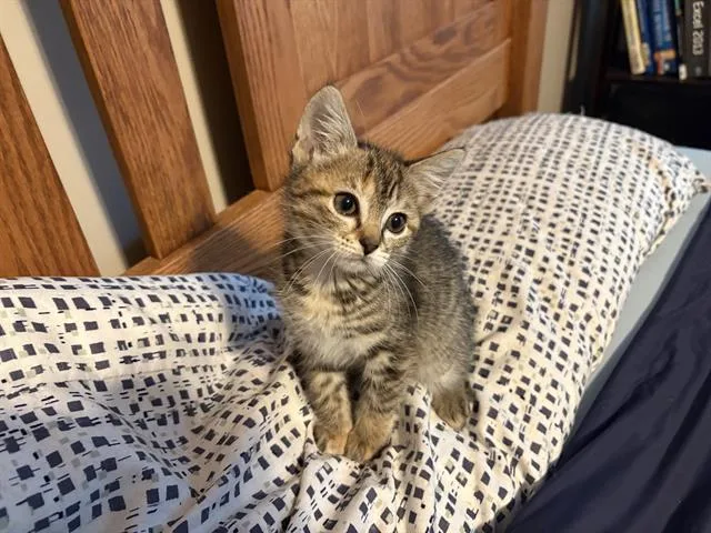 A baby small-sized female Domestic Short Hair cat named Baroness Eclair for adoption in Sugar Land, TX