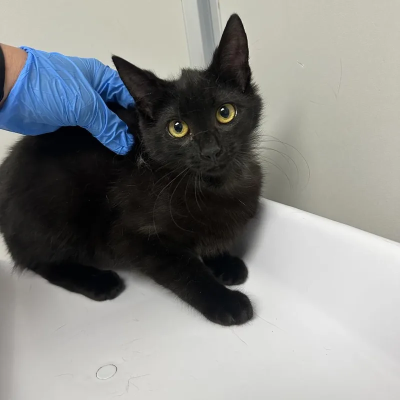 A baby medium-sized female Black Domestic Short Hair cat named Anastasia for adoption in Concord, NC