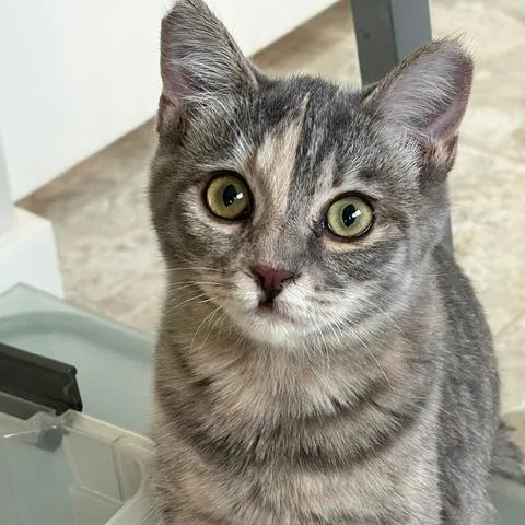 Harley