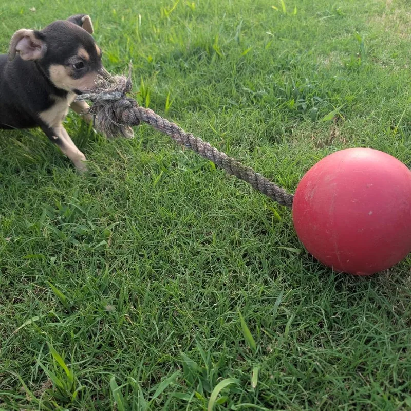 A baby small-sized female Black Mixed Breed dog named Unice for adoption in Pittsburg, KS