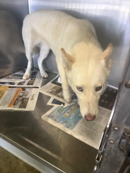 A young medium-sized female Husky dog named Spooky for adoption in Los Angeles, CA
