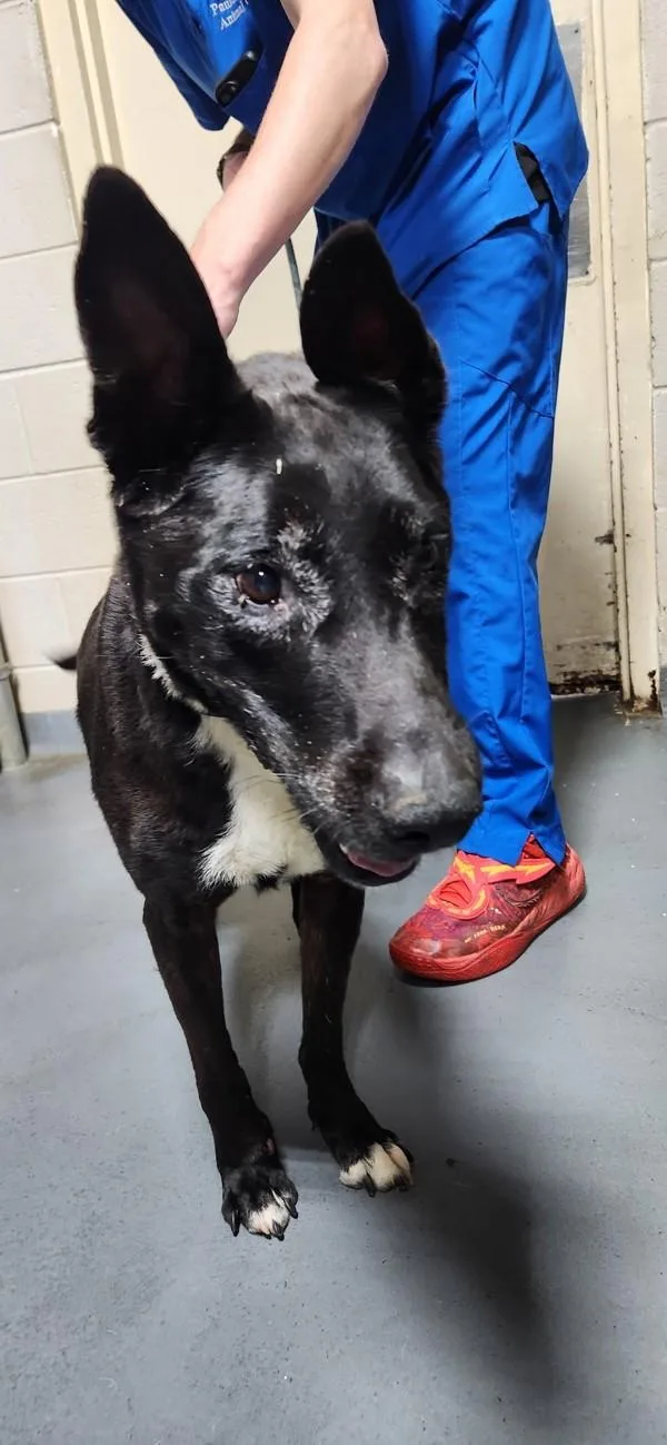An adult large-sized male Shepherd dog named Carson for adoption in Dallas, GA