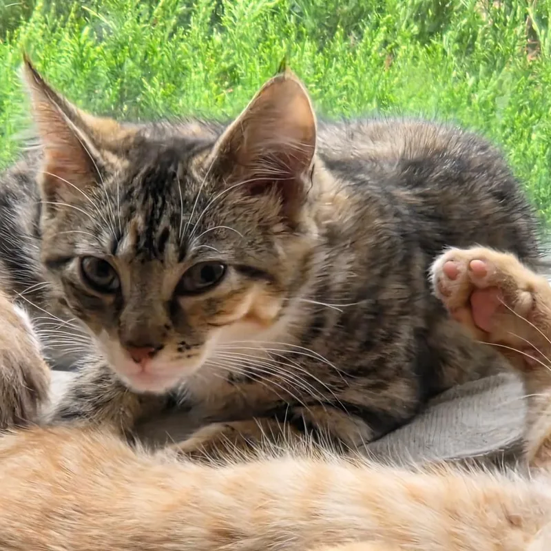 Blossom thumbnail 4