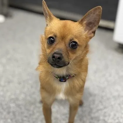 A young small-sized female Red / Chestnut / Orange Chihuahua dog named Melly for adoption in Tinley Park, IL