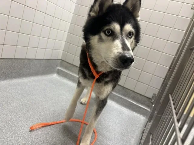 A young small-sized male Siberian Husky dog named Dr. Worm for adoption in Tustin, CA