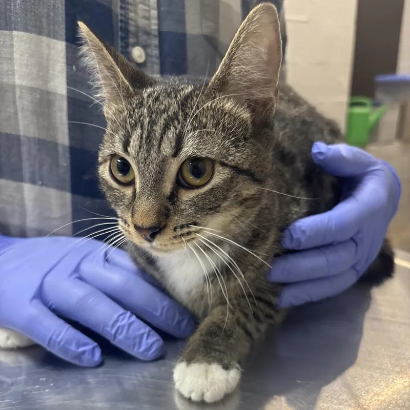 A young small-sized female Brown / Chocolate Domestic Short Hair cat named Billie Jean for adoption in Clanton, AL