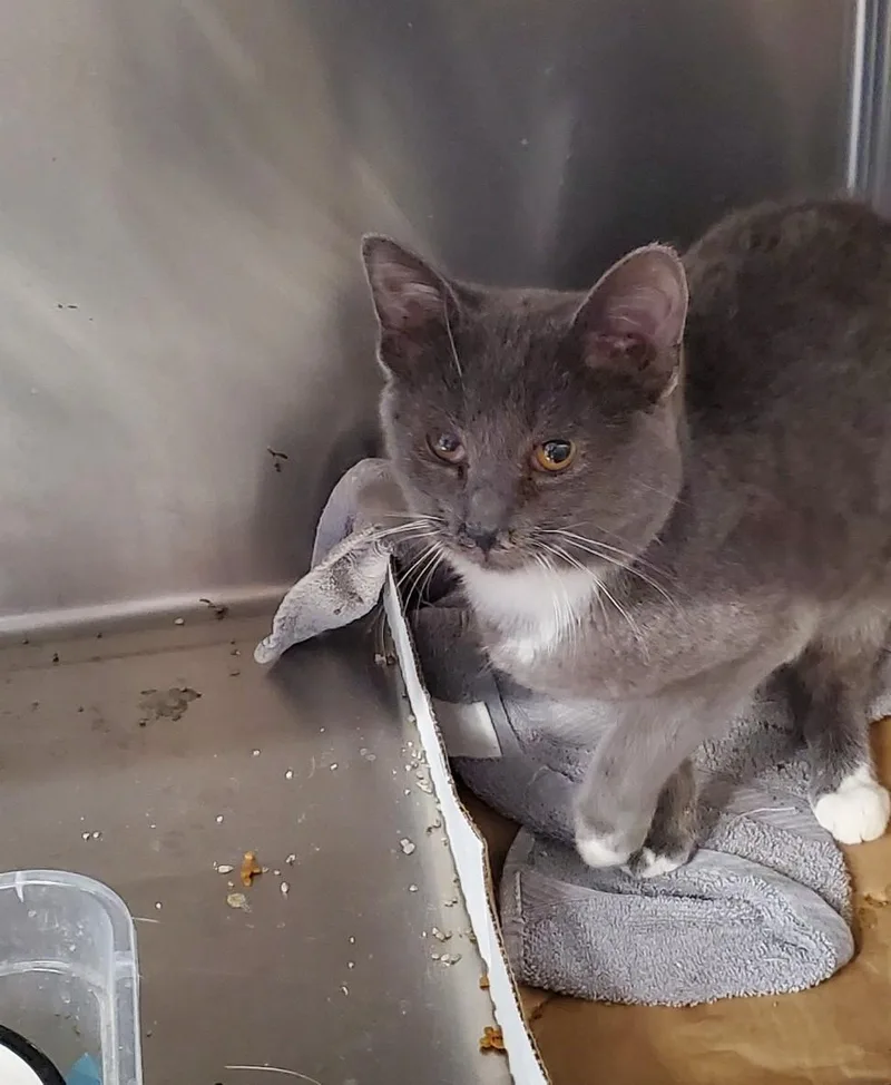 A young small-sized male Domestic Short Hair cat named Pingree for adoption in Brighton, MI