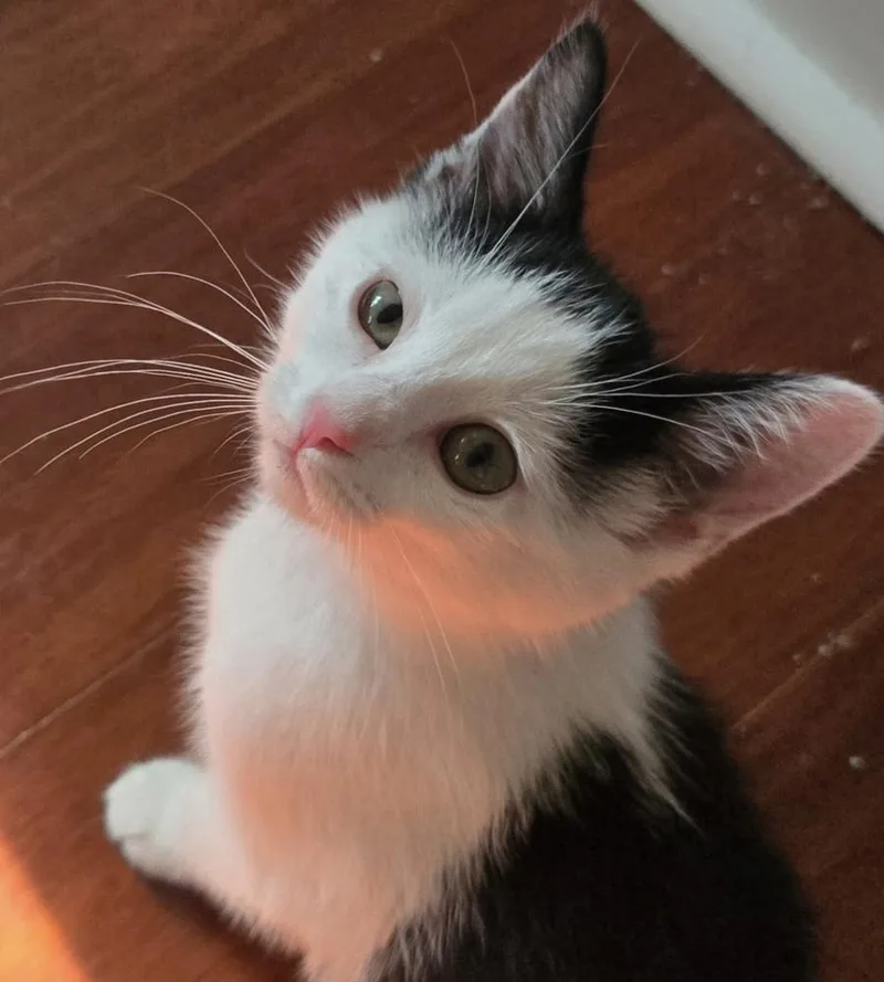 A baby small-sized female Black & White / Tuxedo Domestic Short Hair cat named Teletubbies:  Tinky Winky for adoption in Warren, CT