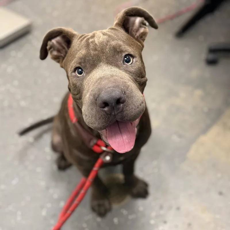 A young large-sized male Gray / Blue / Silver Mixed Breed dog named Rook for adoption in Columbiana, AL