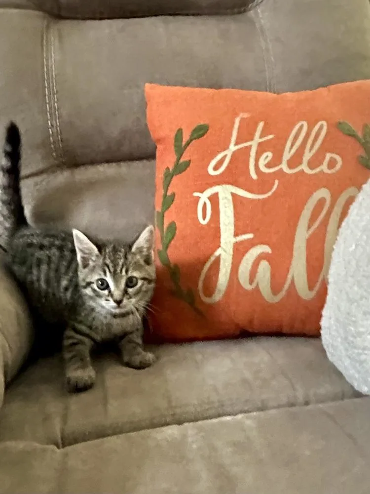 A baby small-sized female Brown / Chocolate Domestic Short Hair cat named Pentax for adoption in Wilmington, NC
