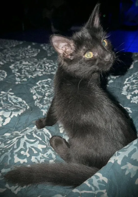 A baby medium-sized female Black Domestic Medium Hair cat named Chocolate Chip for adoption in Pineville, LA