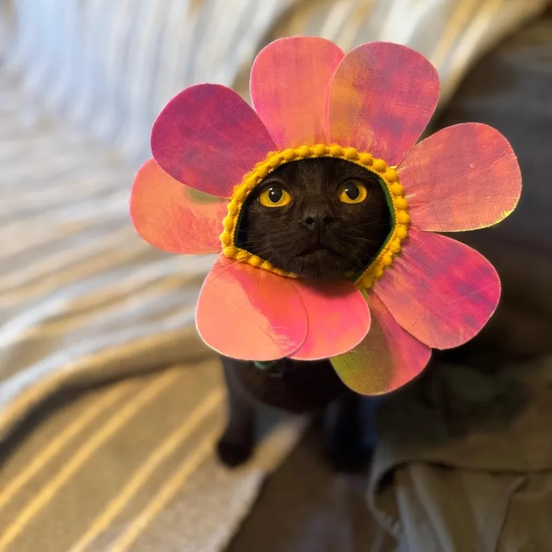 A young medium-sized female Black Domestic Short Hair cat named Bugsy Moon for adoption in Jarrettsville, MD