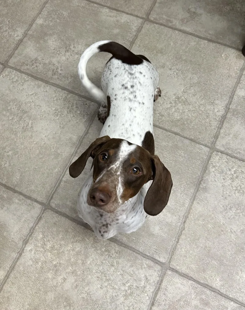 Frankie