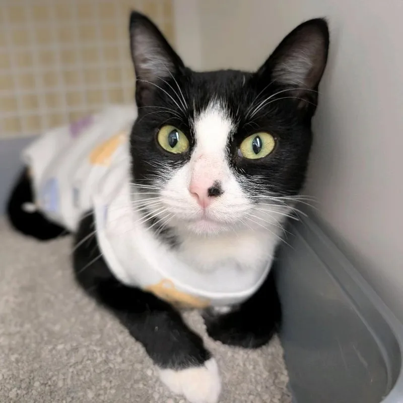 A young medium-sized female Black Domestic Short Hair cat named Tully for adoption in Hamburg, NY
