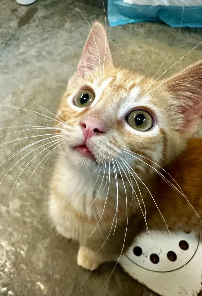 A baby small-sized female Domestic Short Hair cat named Chaney for adoption in Neosho, MO