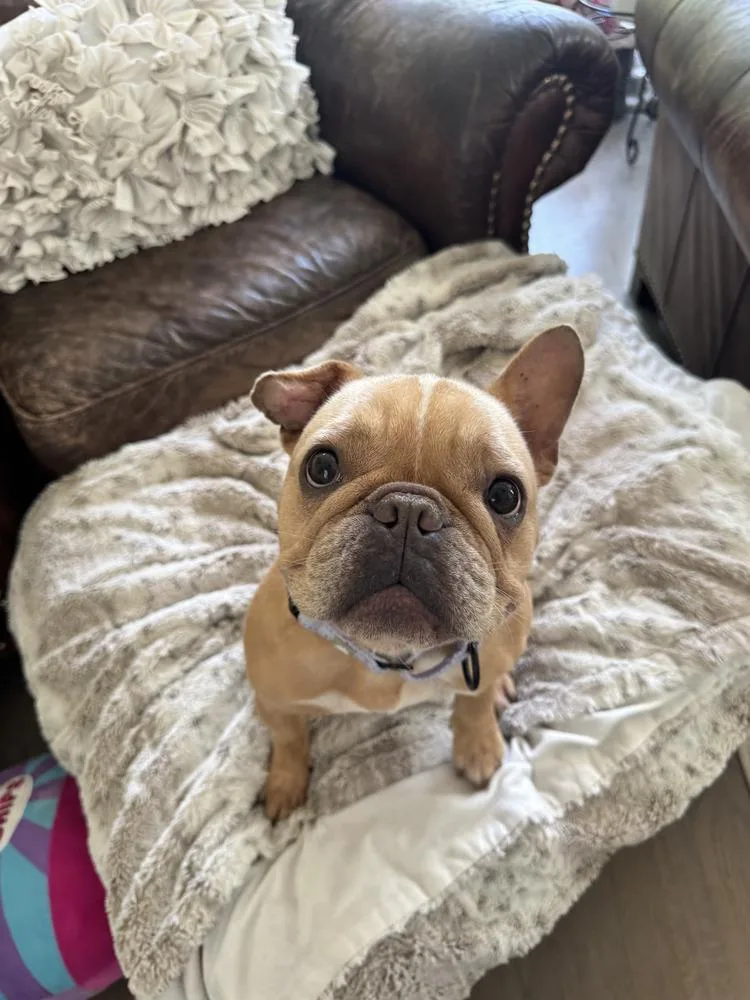 An adult small-sized male Tricolor (Brown, Black, & White) French Bulldog dog named Dutch for adoption in Lakeland, FL