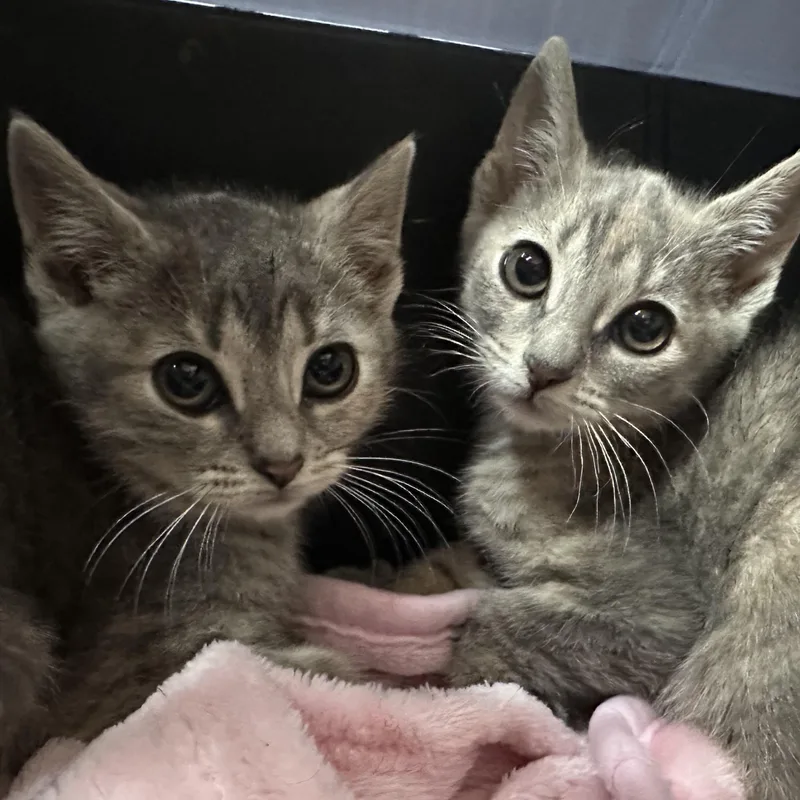 A baby medium-sized female Domestic Short Hair cat named McKenzie & McKenna Siblings for adoption in Clifton, NJ