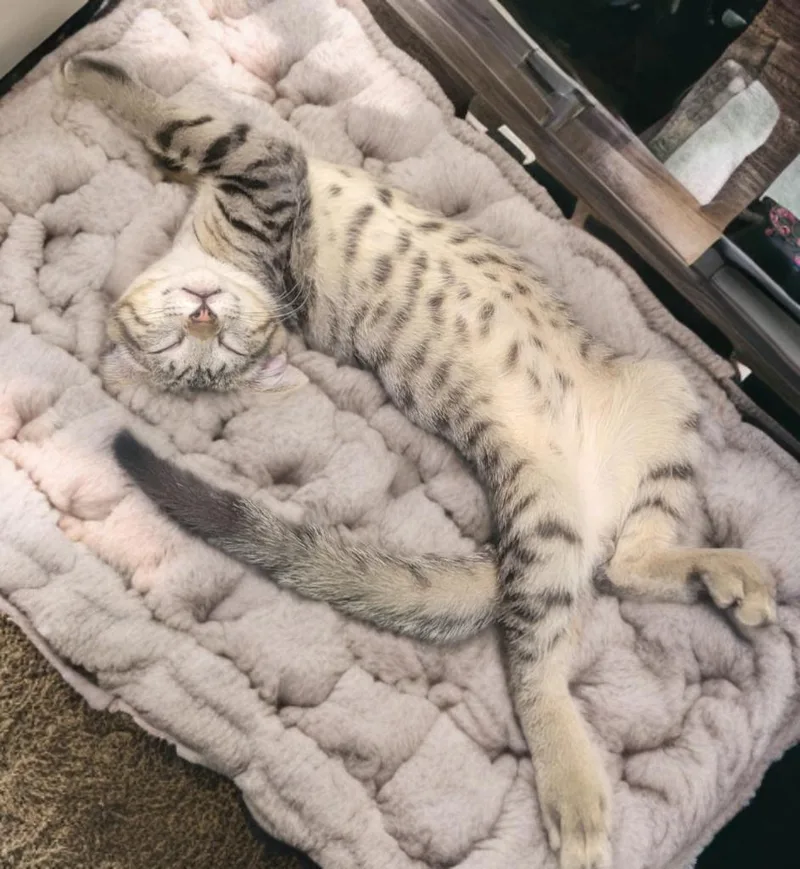 A baby small-sized male Tabby (Gray / Blue / Silver) Domestic Short Hair cat named Mr Meow for adoption in Gilbert, AZ