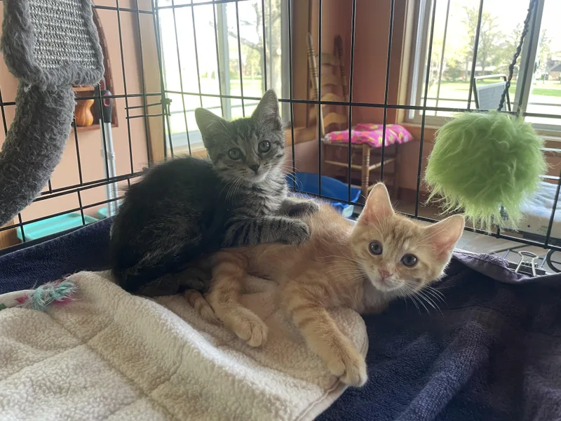 A baby medium-sized male Tabby (Orange / Red) Tabby cat named Petey for adoption in Lombard, IL