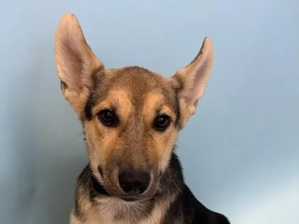 A baby large-sized female Australian Kelpie dog named Beverly for adoption in Woodbury, MN