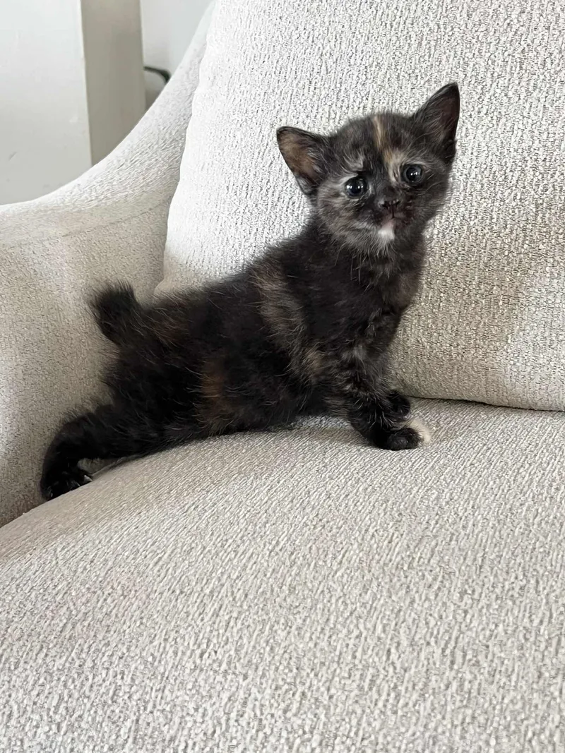 A baby small-sized female Tabby (Tiger Striped) Domestic Short Hair cat named Naomi Ched And Nora for adoption in Staten Island, NY