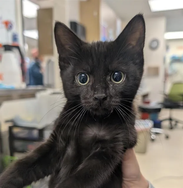A baby small-sized male Domestic Short Hair cat named Azazel for adoption in Sacramento, CA