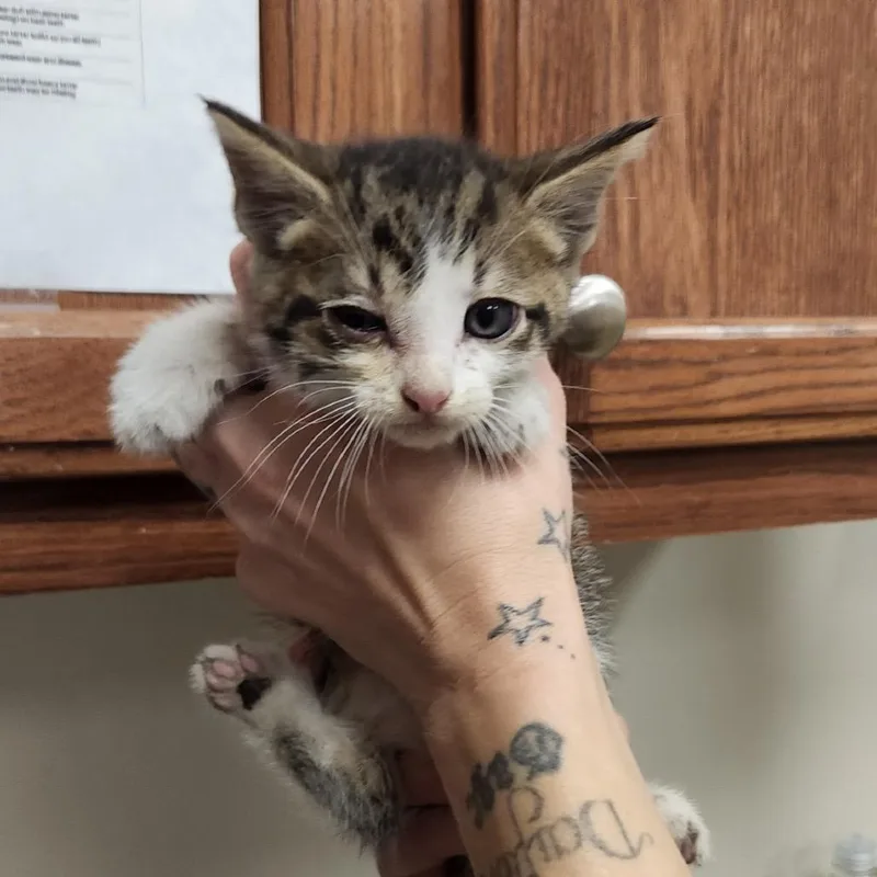 A baby small-sized male Gray / Blue / Silver Domestic Short Hair cat named Tatum U for adoption in Tupelo, MS