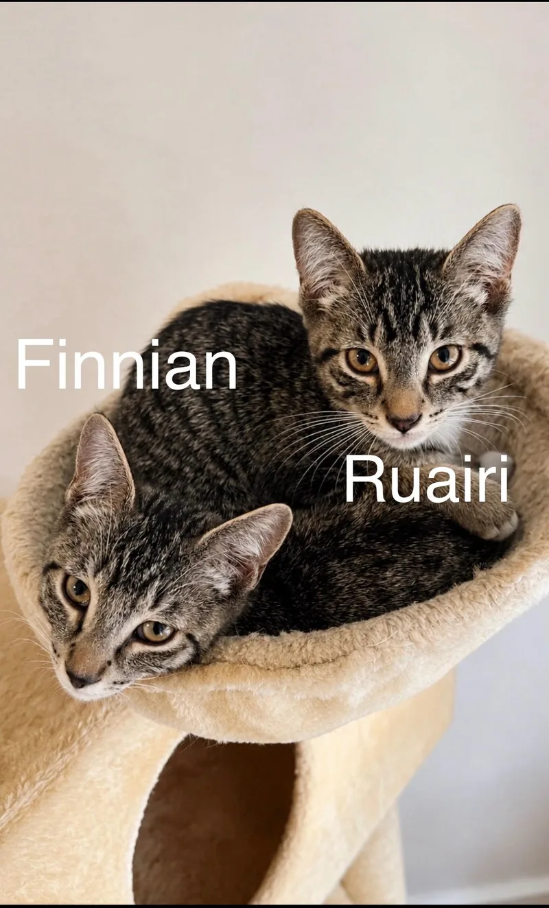 A young small-sized male Tabby (Brown / Chocolate) Domestic Short Hair cat named Ruairi for adoption in Tucson, AZ