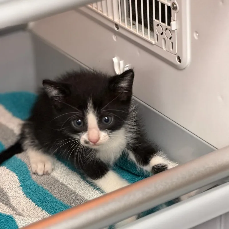 A baby small-sized male Domestic Short Hair cat named Jar Jar Binks for adoption in Pauls Valley, OK
