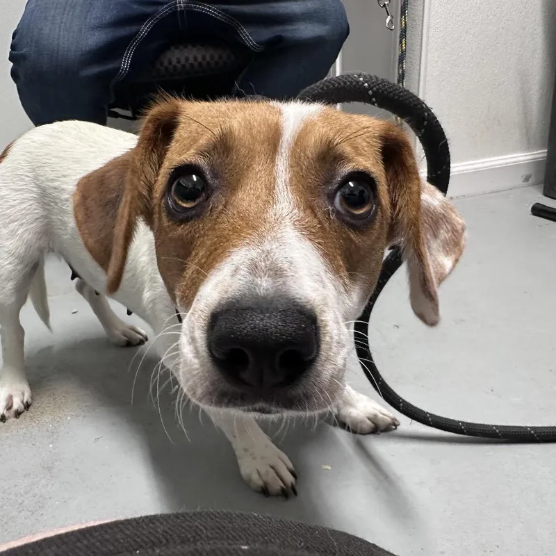 An adult small-sized female White / Cream Mixed Breed dog named Meerkat for adoption in Troy, IL