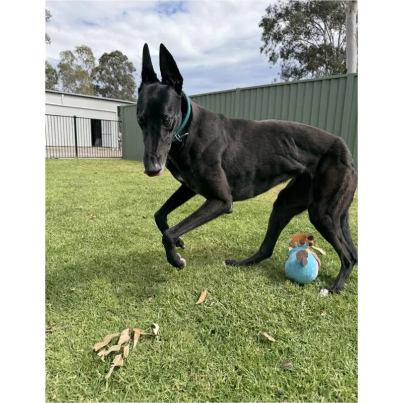 An adult large-sized female Greyhound dog named Aquarian for adoption in Tarpon Springs, FL