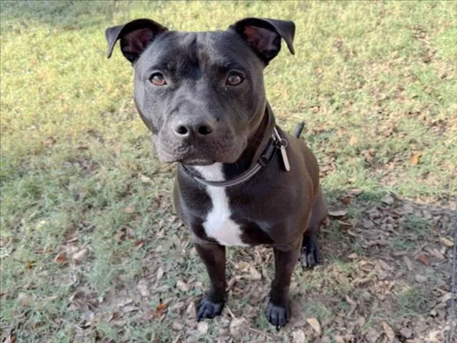 An adult medium-sized male Labrador Retriever dog named Onyx for adoption in Chapel Hill, NC