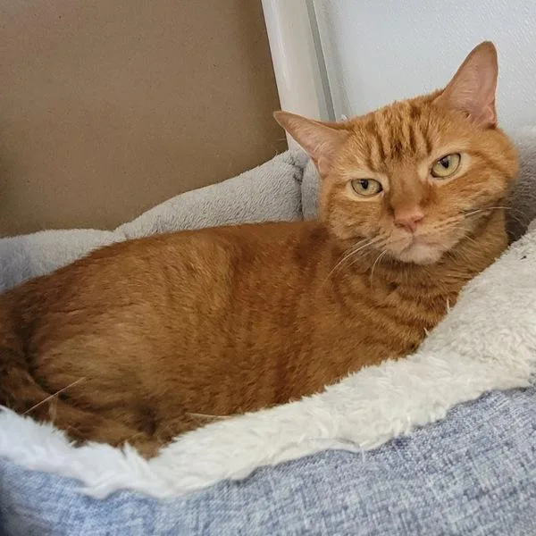 A senior medium-sized female Domestic Short Hair cat named Bowser for adoption in Des Moines, IA
