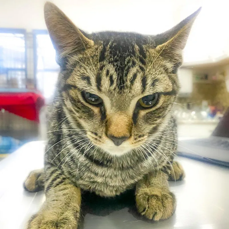A young medium-sized male Gray / Blue / Silver Domestic Short Hair cat named Seahawk for adoption in Chapel Hill, NC