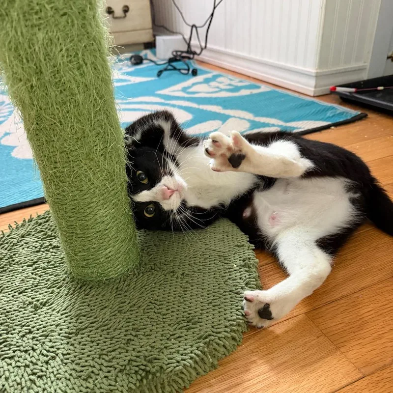 A young medium-sized female Black Domestic Short Hair cat named Porcupine for adoption in Enfield, NH