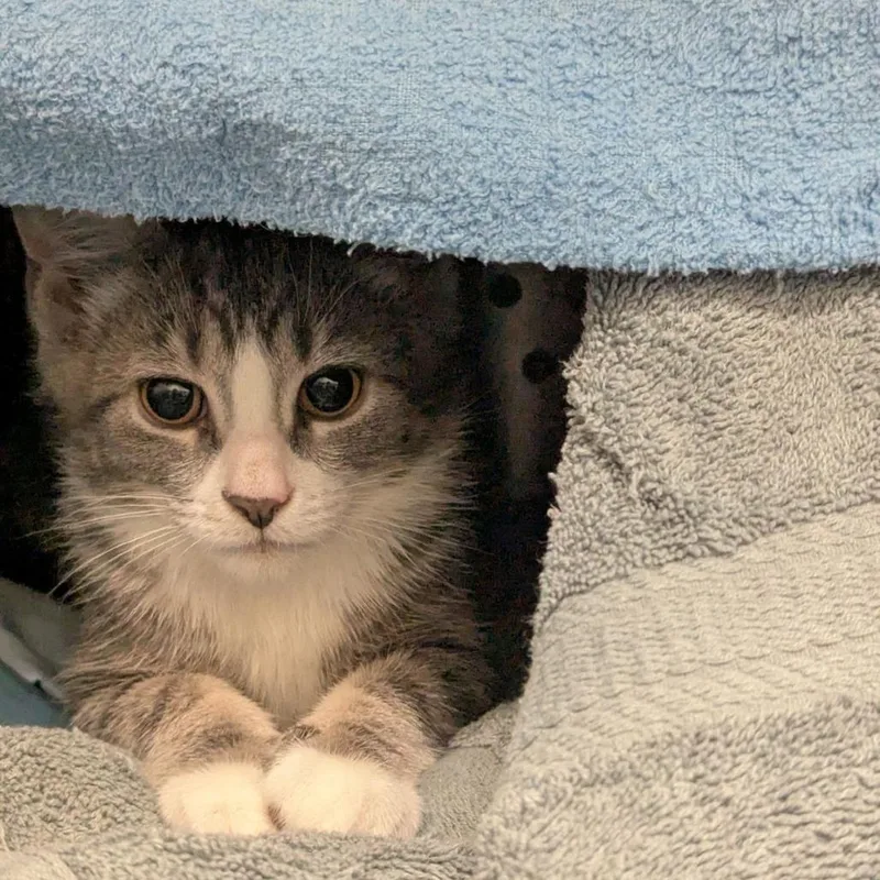 A baby small-sized male Brown / Chocolate Domestic Short Hair cat named Chip for adoption in Lynchburg, VA