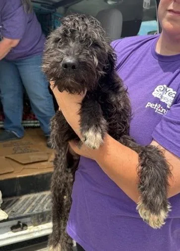 A baby large-sized male Schnauzer dog named Jimmy for adoption in Thompson Falls, MT