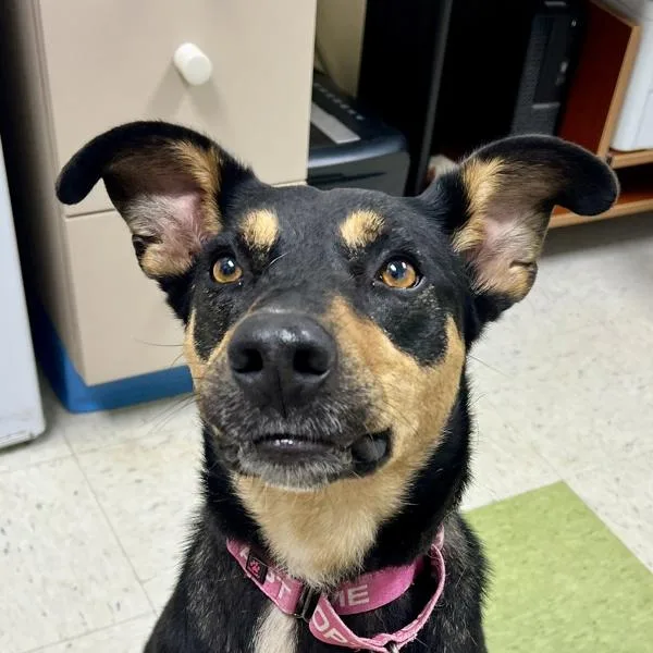 An adult medium-sized female Shepherd dog named Laken for adoption in Sioux City, IA