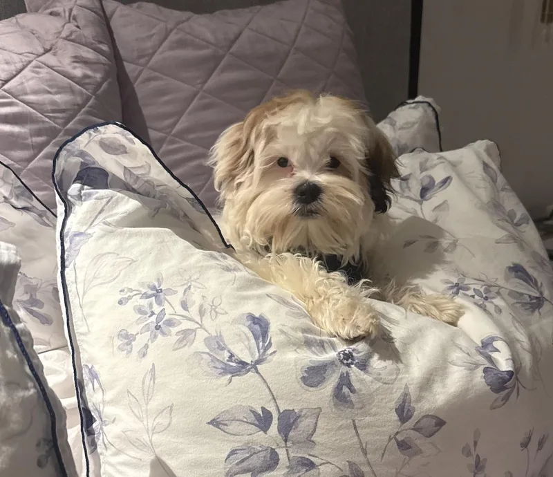 A baby small-sized female Shih Tzu dog named Teddi for adoption in Bloomfield Hills, MI