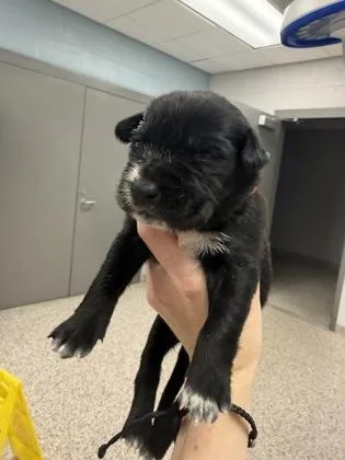 A baby small-sized female Terrier dog named Orange Band for adoption in Gastonia, NC